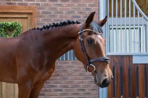Zangersheide springpaard Ruin 4 jaar Bruin te koop - Foto 2