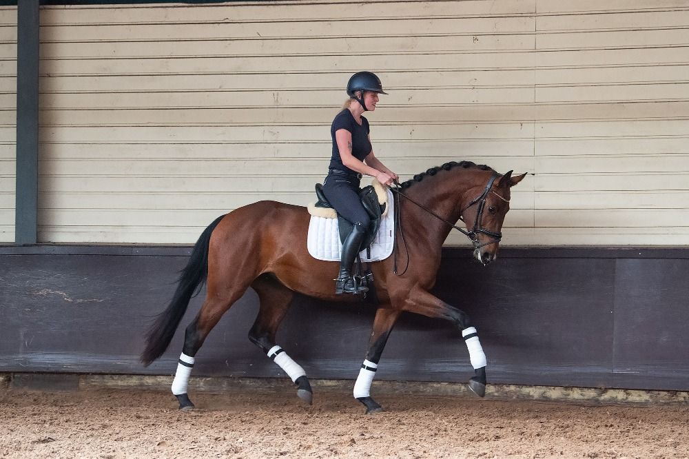 KWPN dressuurpaard Merrie 4 years old Bruin for sale - Photo 3