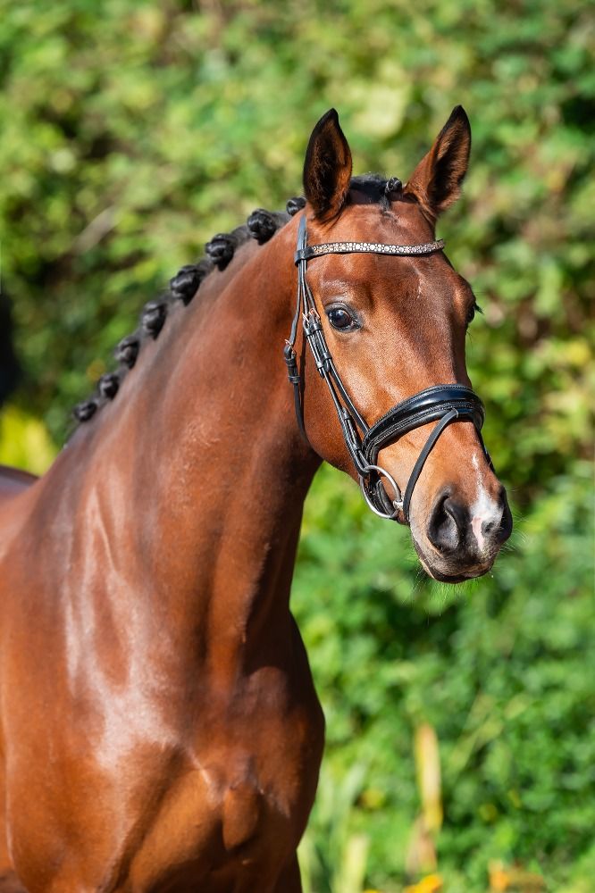 Super talented and well-behaved Nacho X Glamourdale mare (2022)