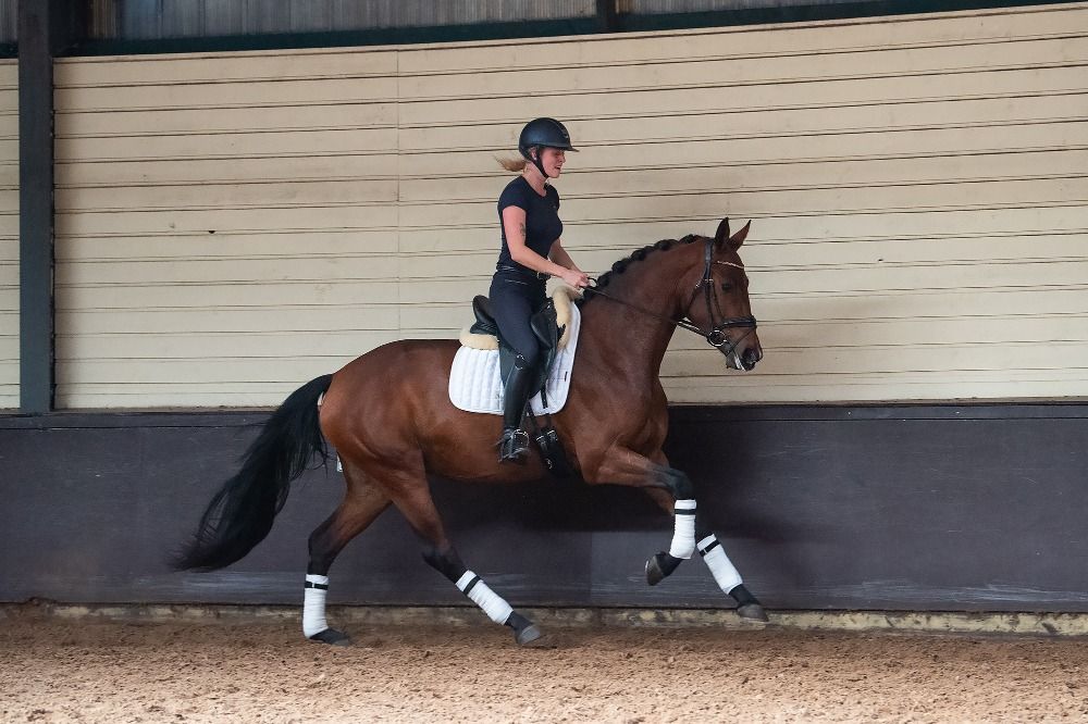 KWPN dressuurpaard Merrie 4 years old Bruin for sale - Photo 4