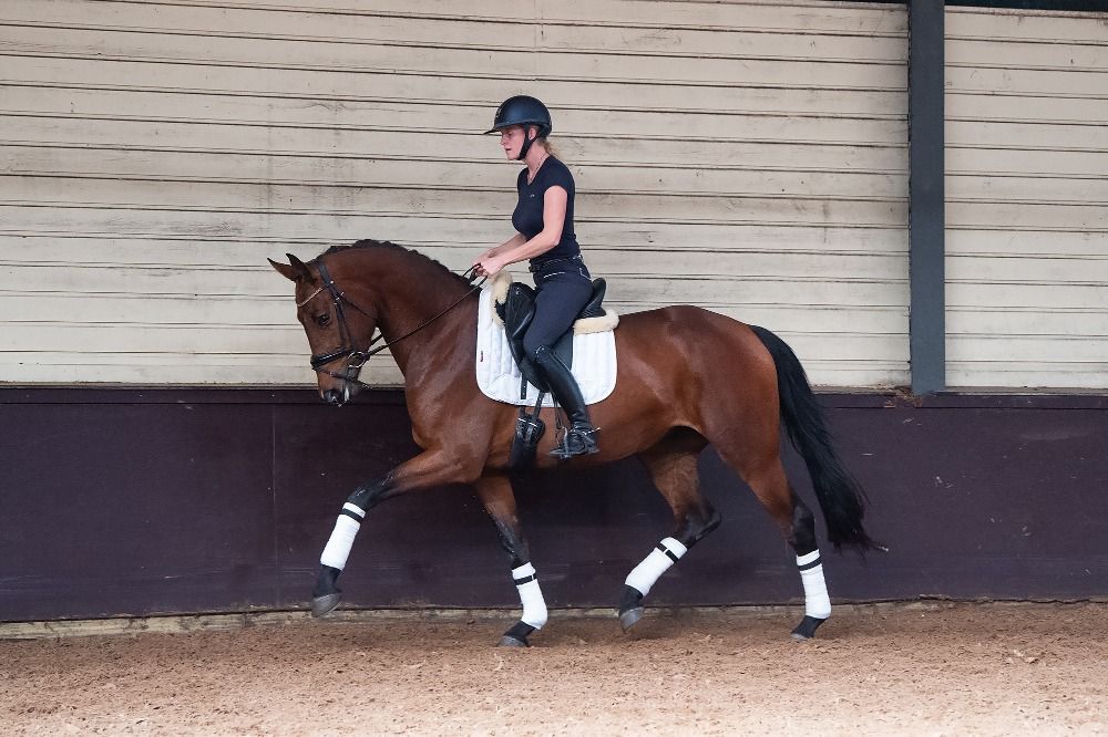 KWPN dressuurpaard Merrie 4 years old Bruin for sale - Photo 2