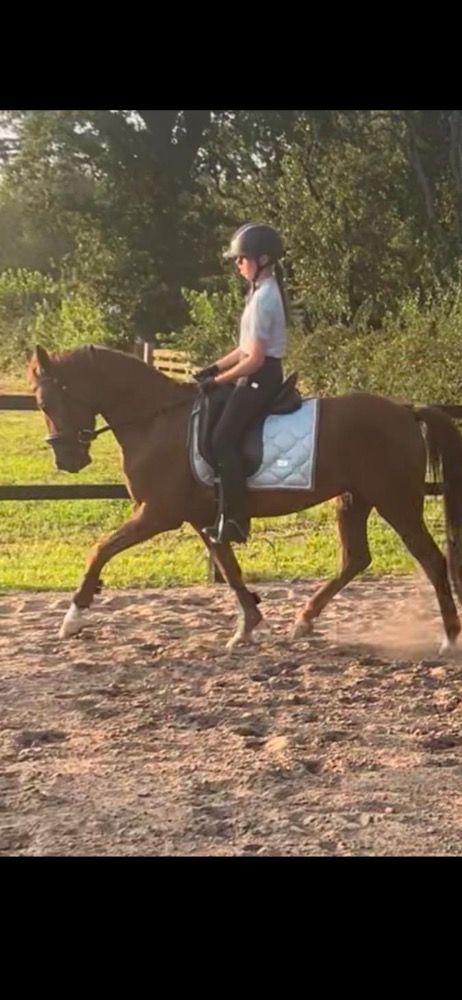 Talentvolle D pony te koop