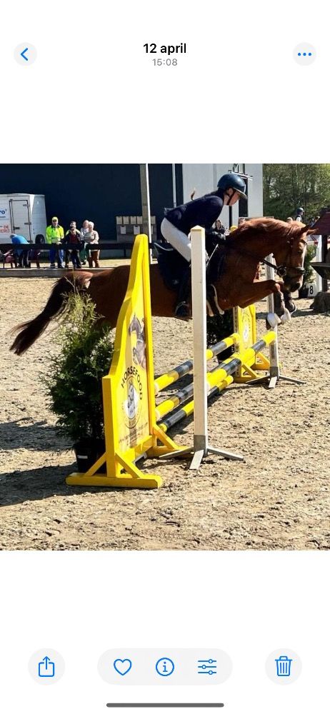 NRPS allround-pony Merrie 4 jaar Vos te koop - Foto 2