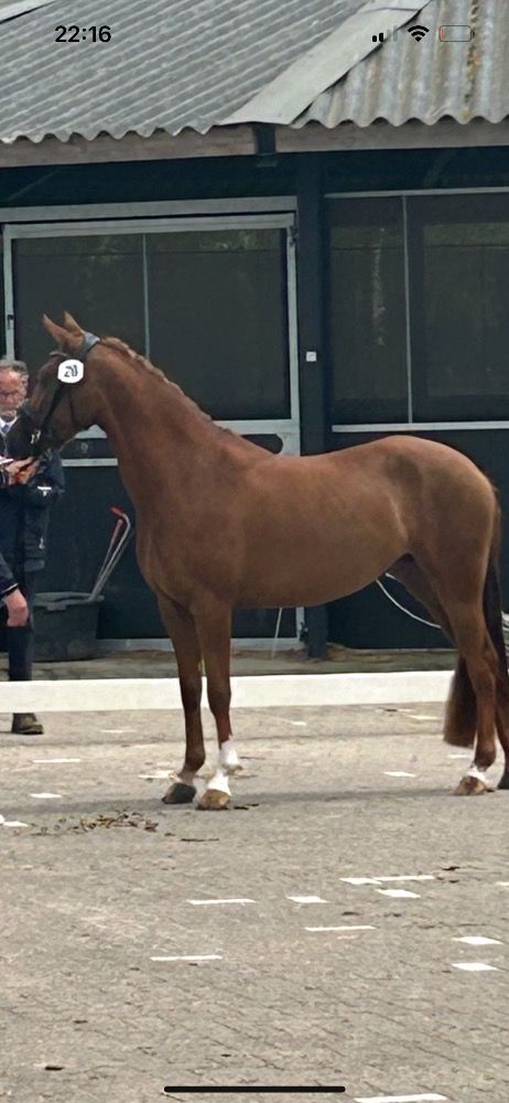 NRPS allround-pony Merrie 4 jaar Vos te koop - Foto 4