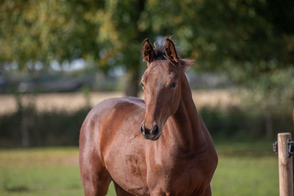 Zangersheide springpaard Hengst Donkerbruin te koop - Foto 2