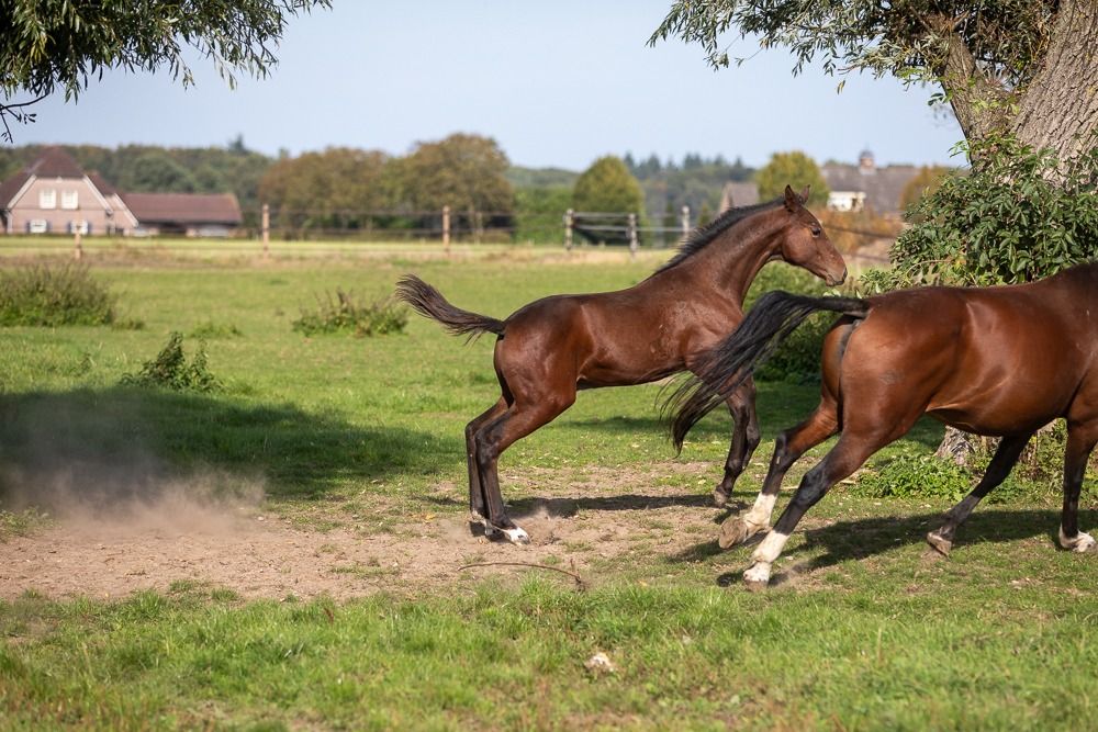 Zangersheide springpaard Hengst Donkerbruin te koop - Foto 4