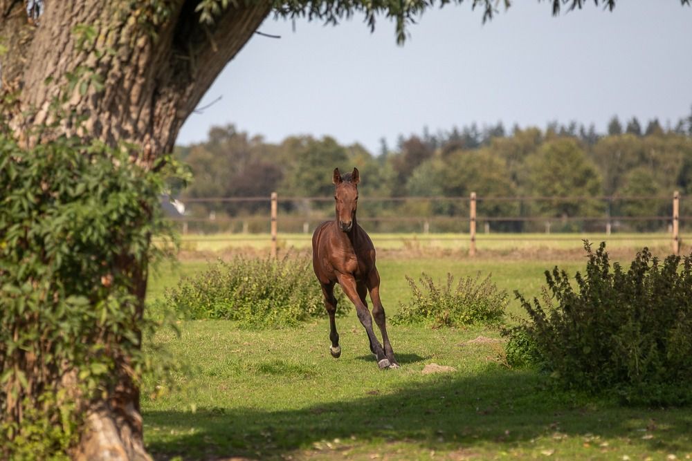 Zangersheide springpaard Hengst Donkerbruin te koop - Hoofdfoto