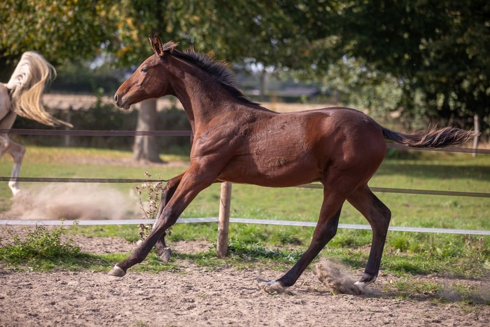 Zangersheide springpaard Hengst Donkerbruin te koop - Foto 5
