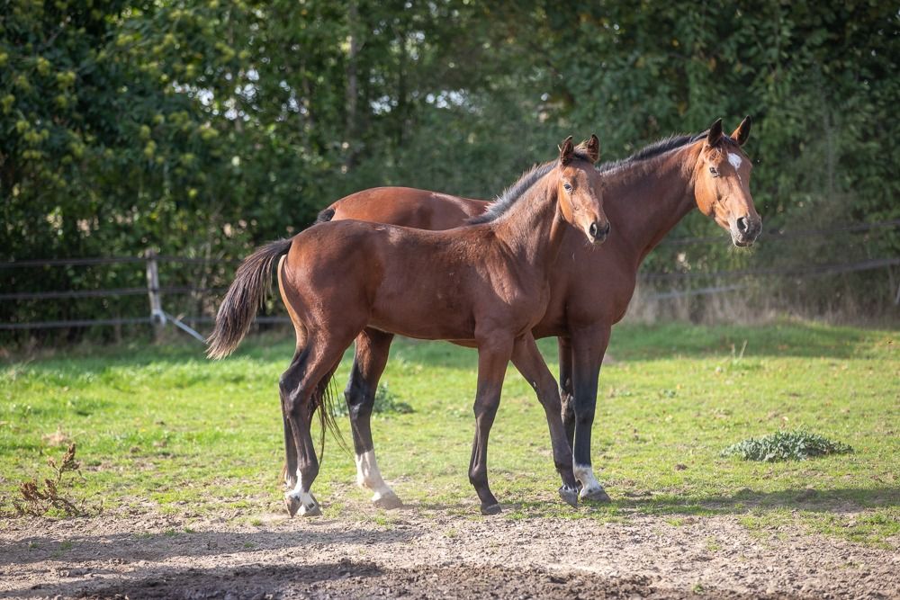 Zangersheide springpaard Hengst Donkerbruin te koop - Foto 6