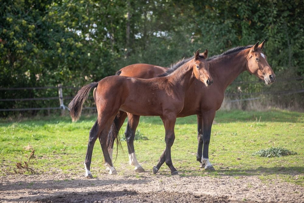 Zangersheide springpaard Hengst Donkerbruin te koop - Foto 3