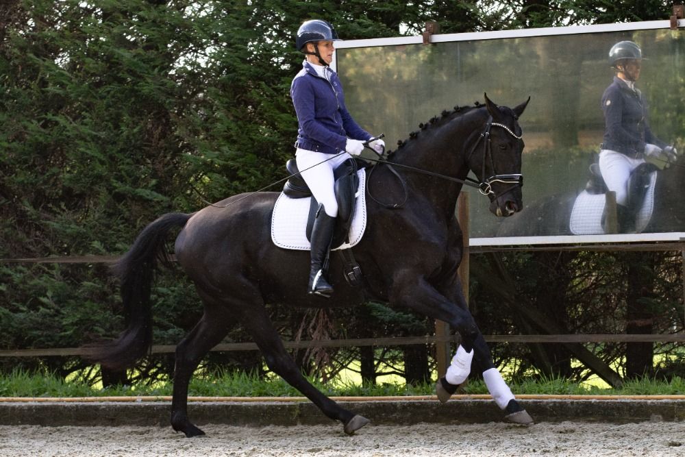 KWPN dressuurpaard Ruin 6 歳 Bruin 売り出し中 - 写真 4