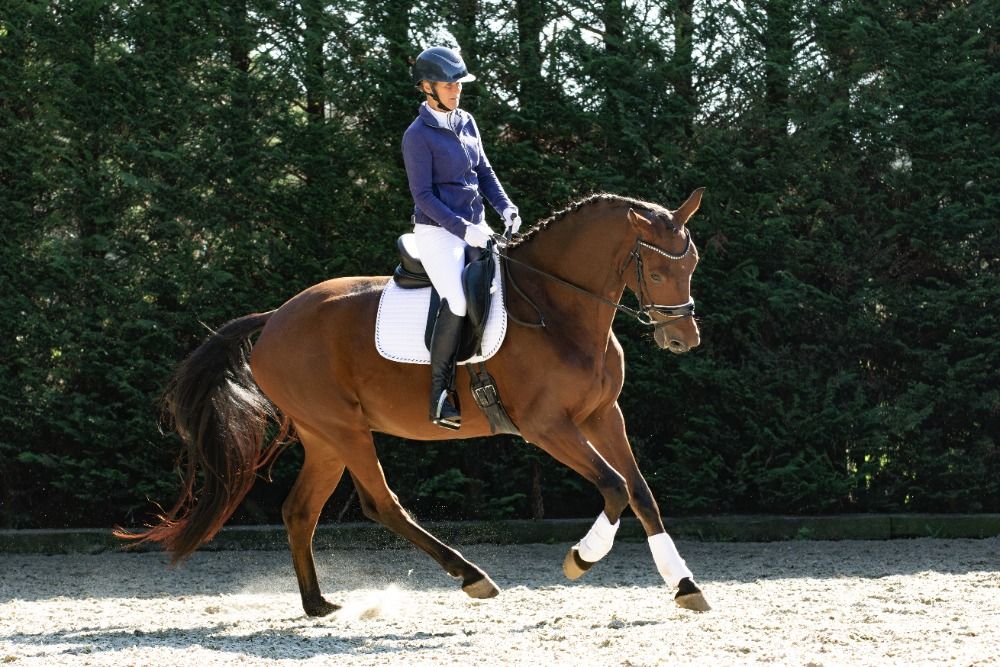 KWPN dressuurpaard Ruin 6 歳 Bruin 売り出し中 - 写真 6