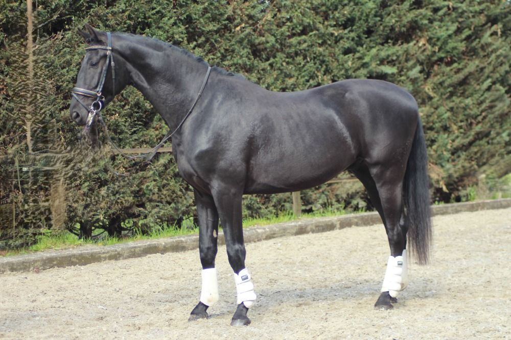 KWPN dressuurpaard Ruin 6 歳 Bruin 売り出し中 - 写真 5