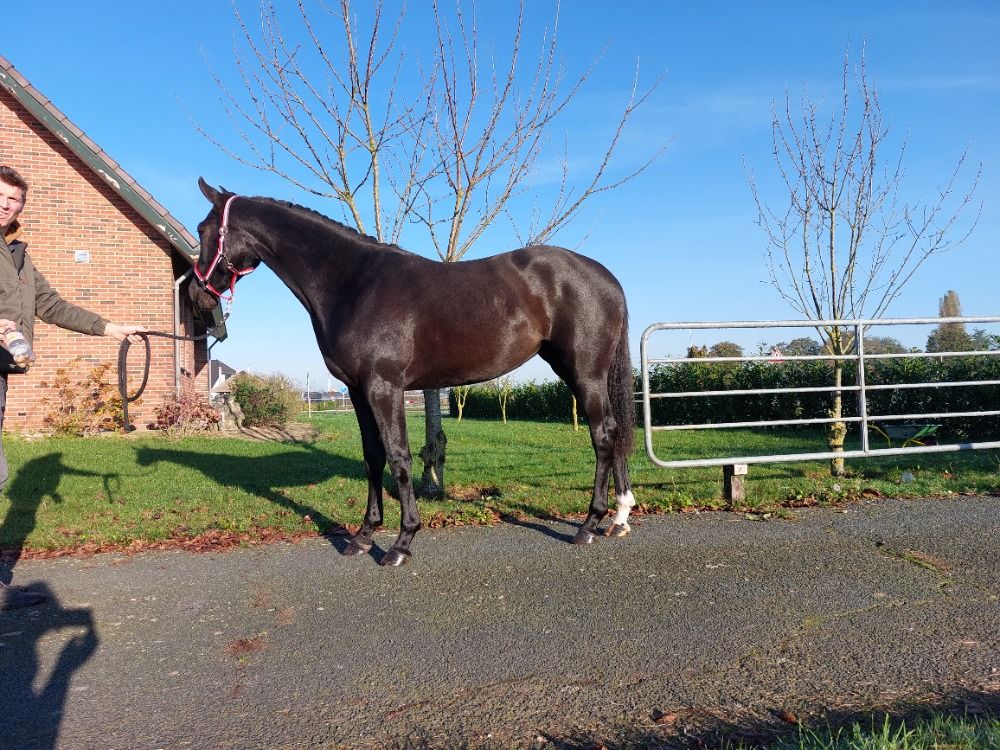 KWPN dressuurpaard Merrie 3 jaar te koop - Foto 3