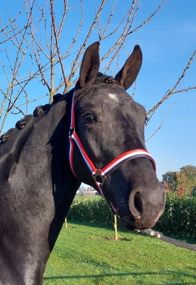KWPN dressuurpaard Merrie 3 jaar te koop - Foto 4