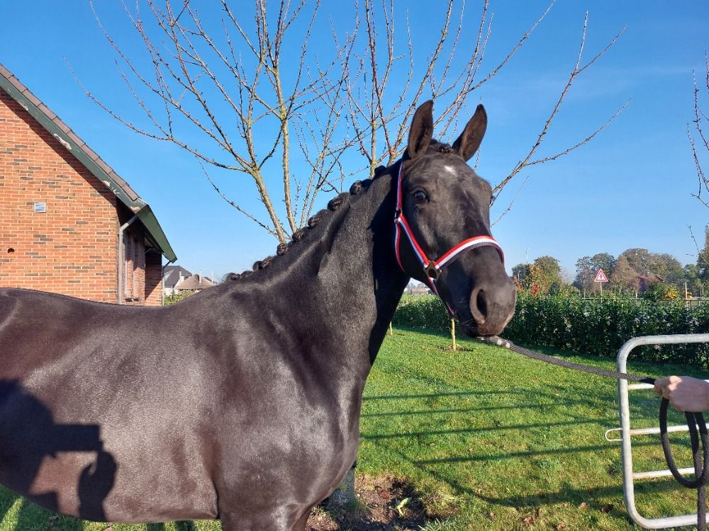 KWPN dressuurpaard Merrie 3 jaar te koop - Foto 2