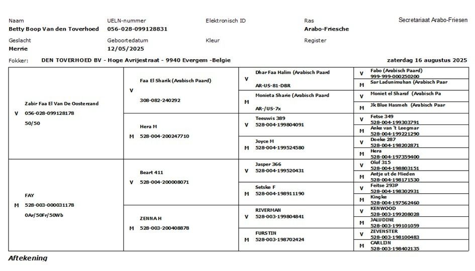 Ander stamboek dressuurpaard Merrie Donkerbruin te koop - Foto 2