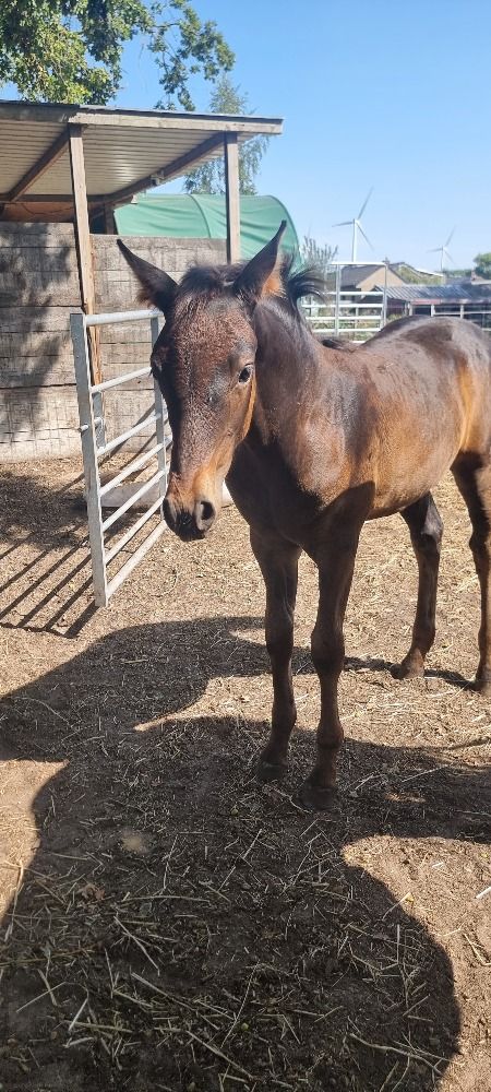 Ander stamboek dressuurpaard Merrie Donkerbruin te koop - Hoofdfoto