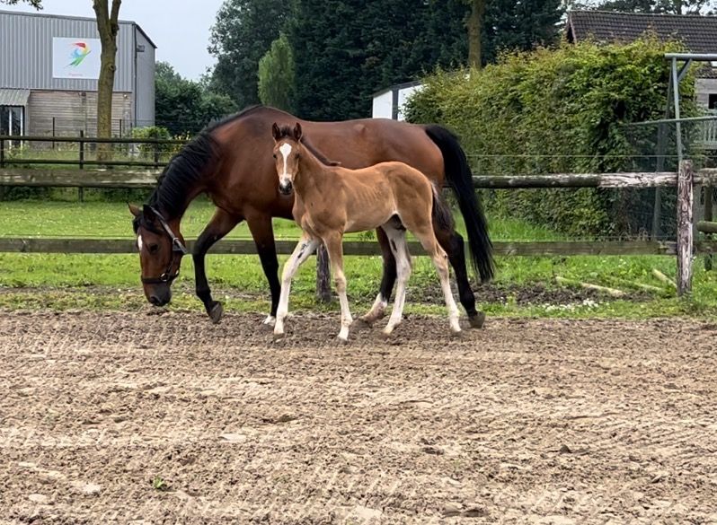 Zangersheide springpaard Merrie 7 jaar Bruin te koop - Foto 2