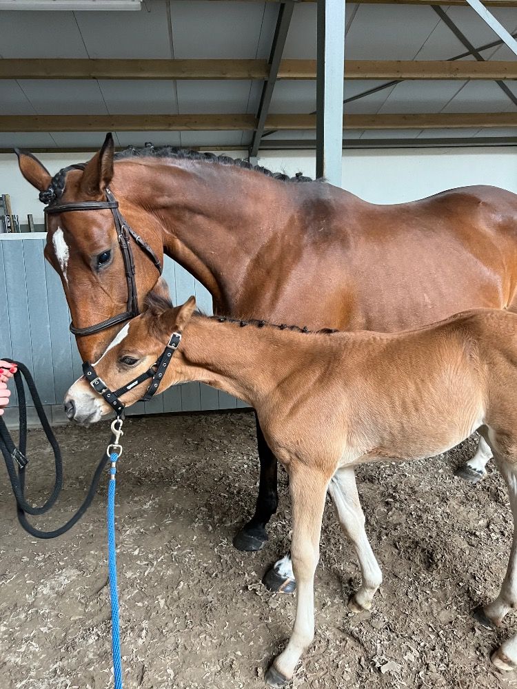 Zangersheide springpaard Merrie 7 jaar Bruin te koop - Foto 3