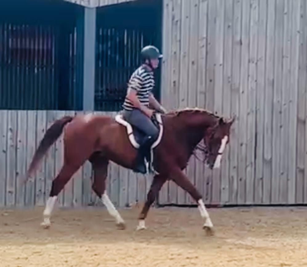 BWP springpaard Ruin 5 jaar Vos te koop - Foto 4