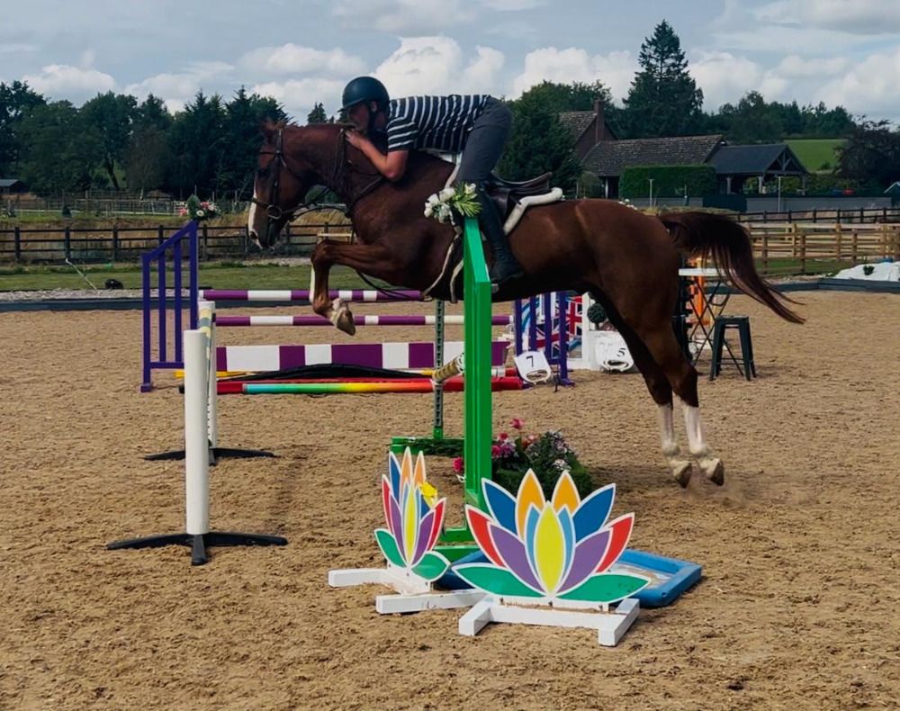 BWP springpaard Ruin 5 jaar Vos te koop - Foto 5