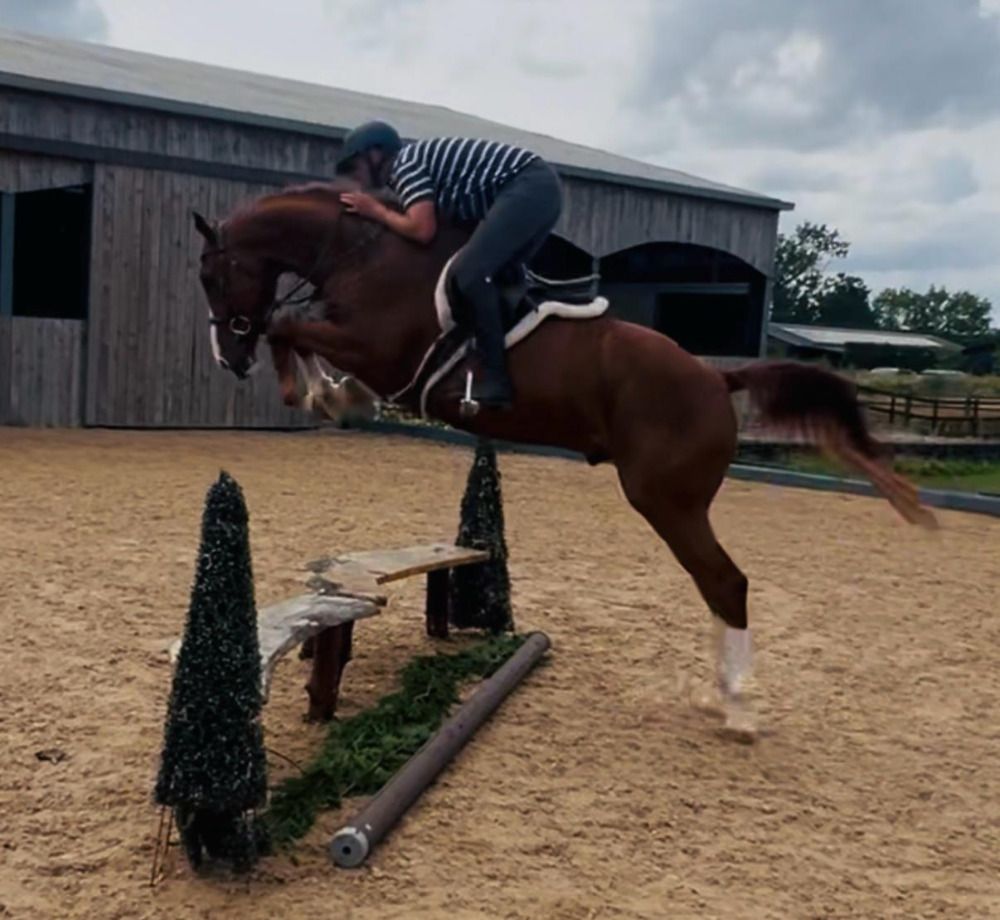 BWP springpaard Ruin 5 jaar Vos te koop - Foto 3