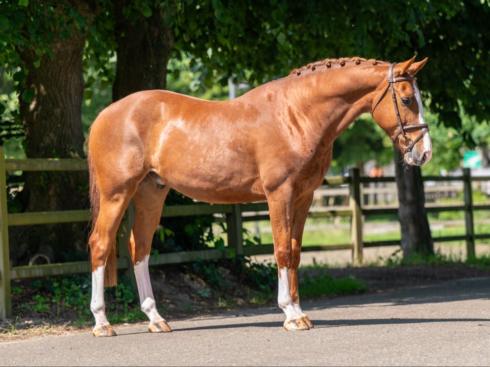 BWP springpaard Ruin 5 jaar Vos te koop - Foto 6
