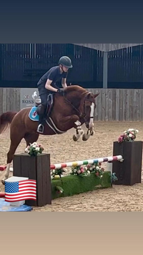 BWP springpaard Ruin 5 jaar Vos te koop - Foto 2