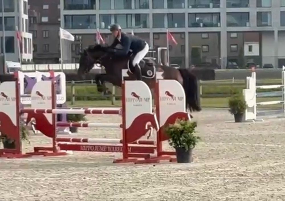 BWP springpaard Ruin 7 jaar Donkerbruin te koop - Foto 5