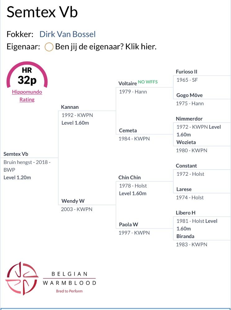 BWP springpaard Ruin 7 jaar Donkerbruin te koop - Foto 3
