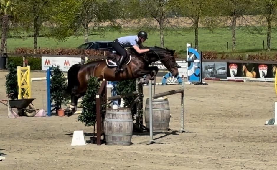 BWP springpaard Ruin 7 jaar Donkerbruin te koop - Hoofdfoto