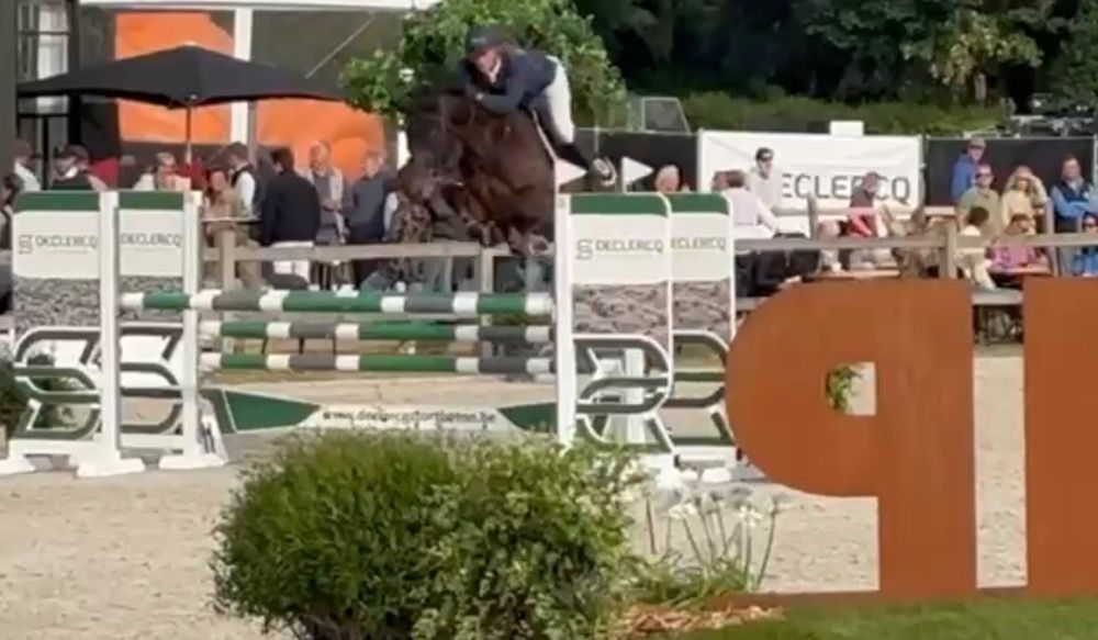 BWP springpaard Ruin 7 jaar Donkerbruin te koop - Foto 4