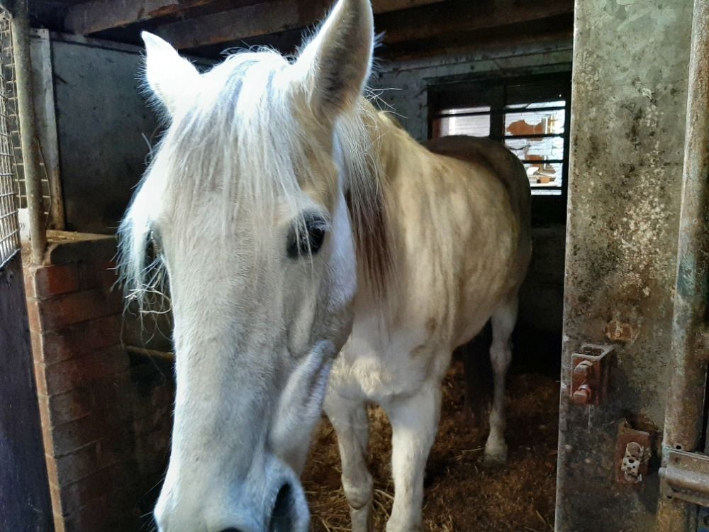 Draagmoeder te koop
