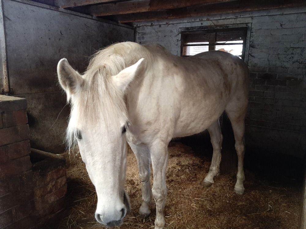 PRE fokmerrie Schimmel te koop - Foto 2