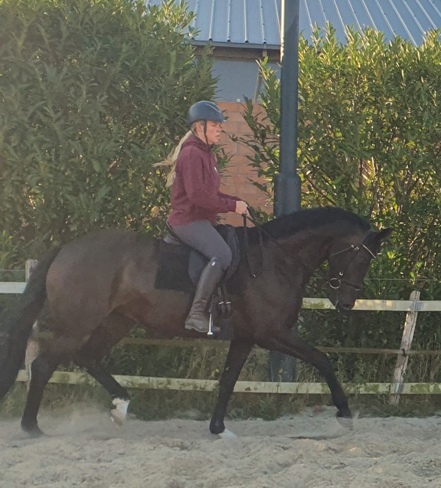 将来楽しみな、7歳の容姿端麗な牝馬