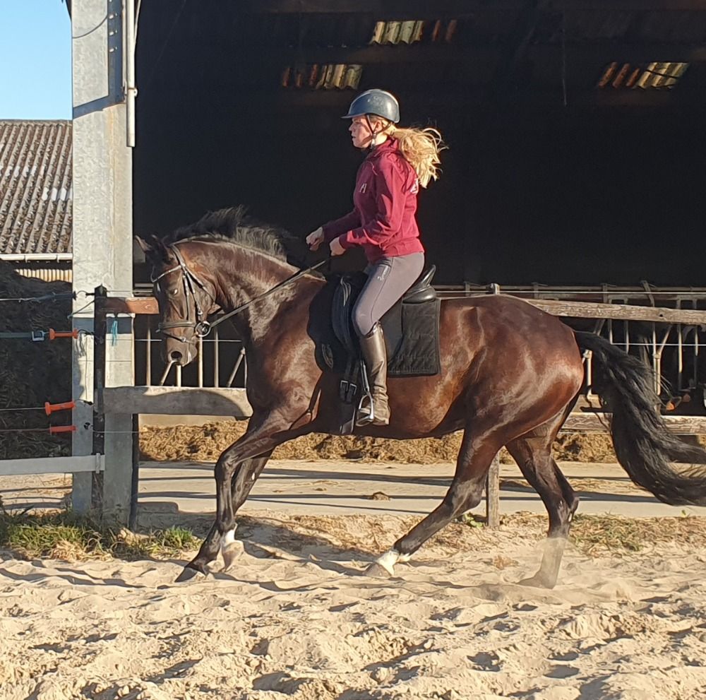 hanovarian dressuurpaard Merrie 7 歳 Donkerbruin 売り出し中 - 写真 2