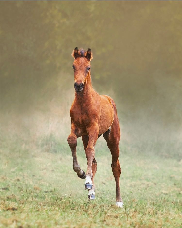KWPN dressuurpaard Merrie Donkerbruin te koop - Foto 3