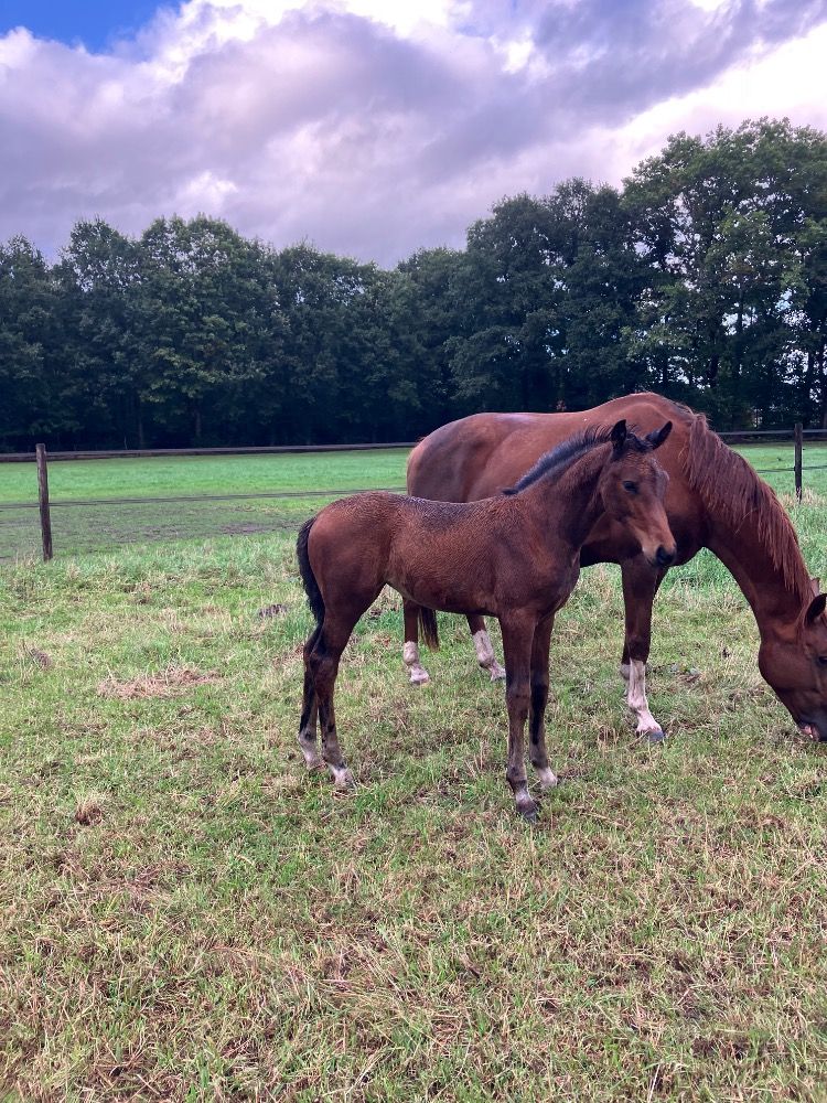KWPN dressuurpaard Merrie Donkerbruin te koop - Foto 2