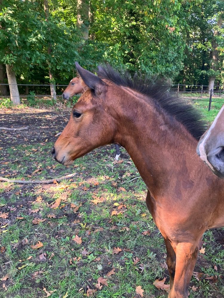 KWPN dressuurpaard Merrie Donkerbruin te koop - Foto 4