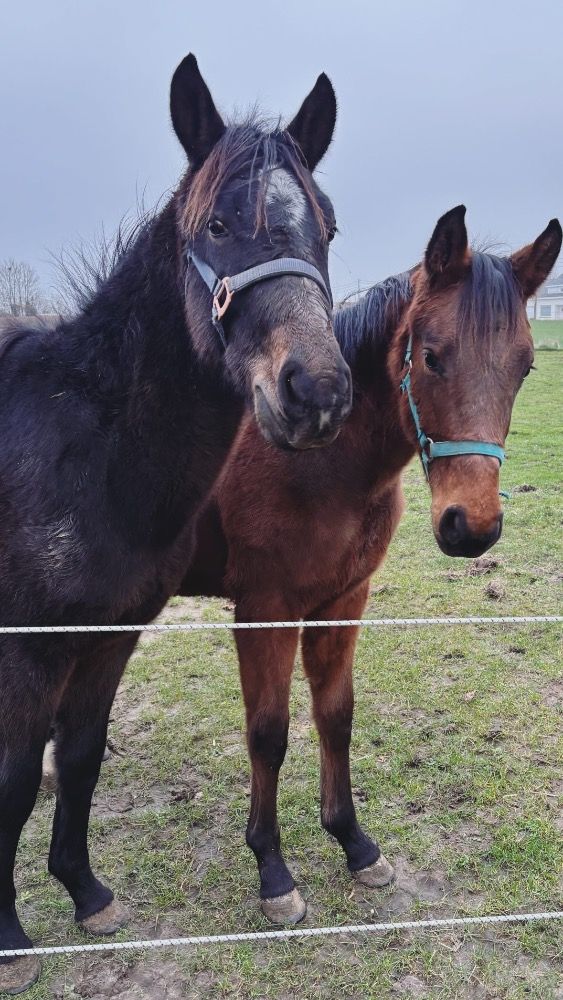 KWPN dressuurpaard Hengst 2 jaar te koop - Foto 4
