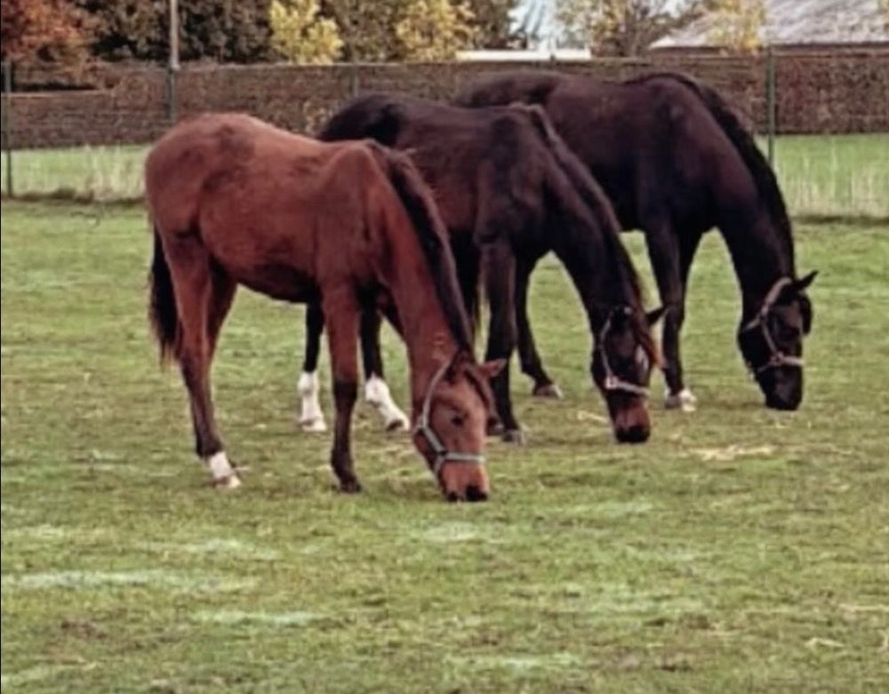 KWPN dressuurpaard Hengst 2 jaar te koop - Foto 2