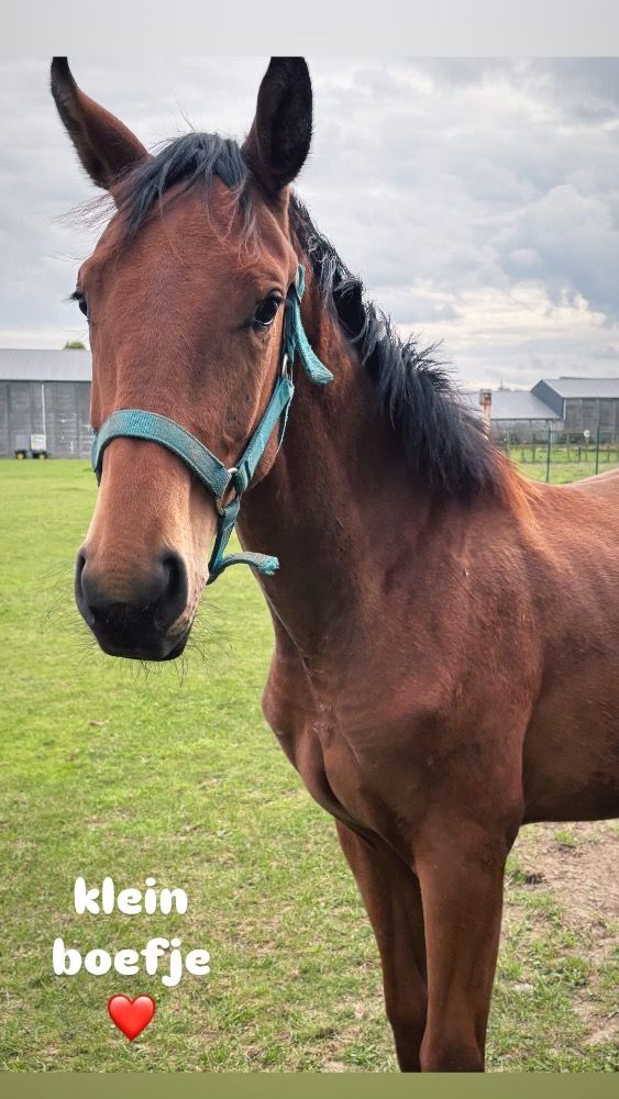 KWPN dressuurpaard Hengst 2 jaar te koop - Foto 5