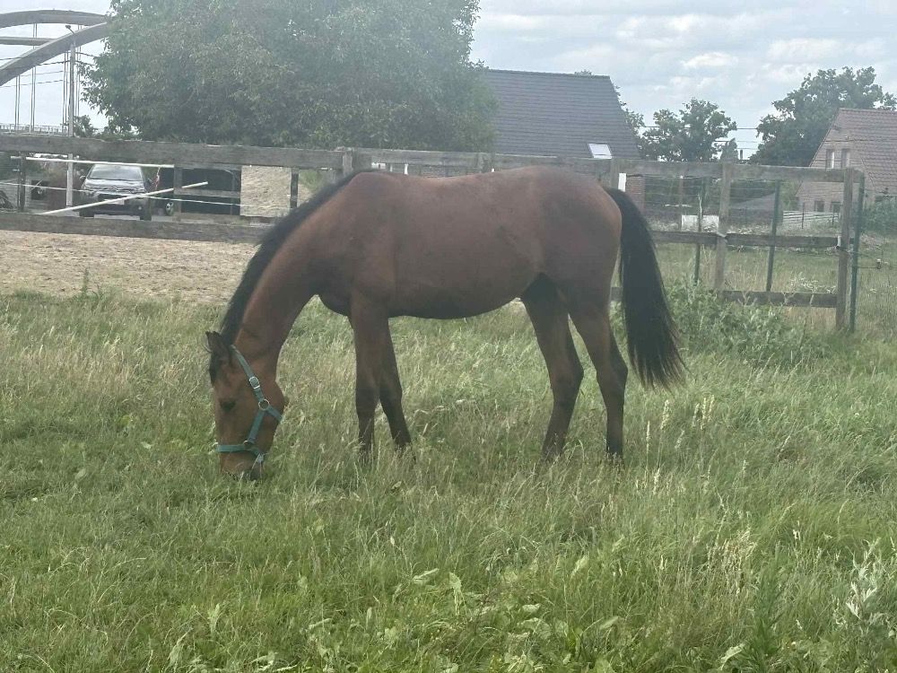 KWPN dressuurpaard Hengst 2 jaar te koop - Foto 6