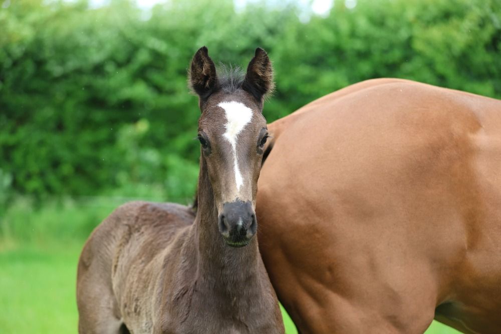 Originally bred black versatile yearling stallion