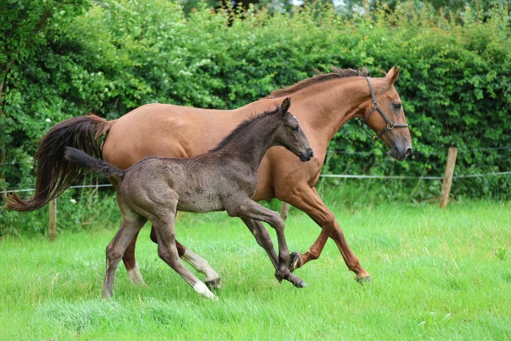 KWPN allrounder Hengst 1 years old Zwart for sale - Photo 3