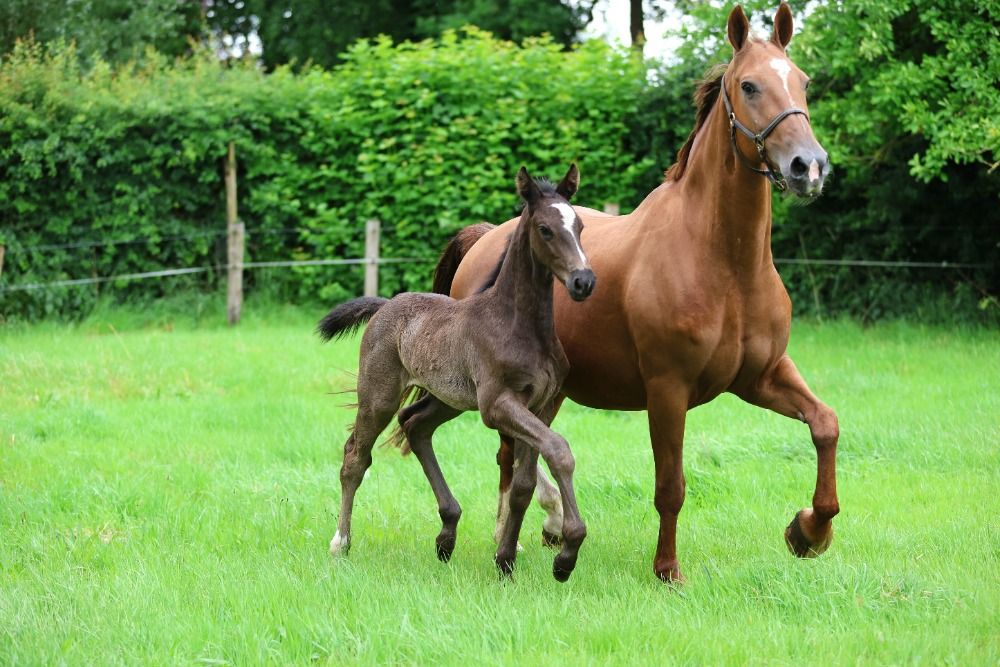KWPN allrounder Hengst 1 years old Zwart for sale - Photo 5
