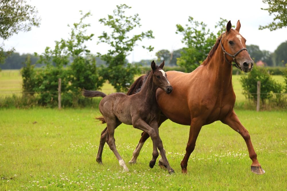 KWPN allrounder Hengst 1 years old Zwart for sale - Photo 4