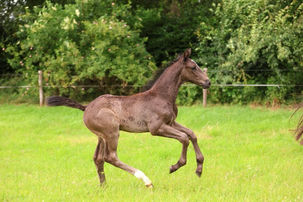 KWPN allrounder Hengst 1 years old Zwart for sale - Photo 2