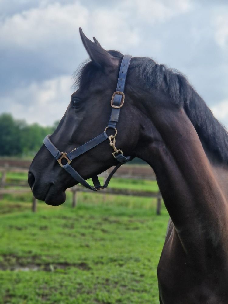 KWPN dressuurpaard Merrie 6 jaar Zwart te koop - Foto 2